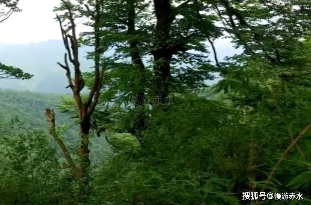 逃出大木屋